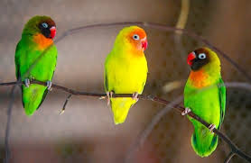 Memelihara burung memang menjadi salah satu hobi yang banyak diminati oleh masyarakat indonesia. 7 Cara Merawat Burung Lovebird Bisa Jadi Hewan Peliharaan Di Rumah Orami