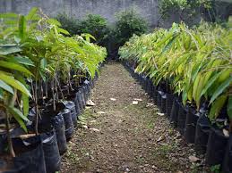 Namun tidak begitu baik untuk kesehatan wanita yang sedang hamil. Pagebluk Yang Menguntungkan Penjual Bibit Tanaman Buah