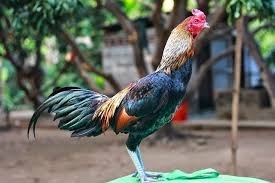 Ketika Anda Sedang Mencari Ayam Aduan Ayam Birma Sepertinya Akan Menjadi Pilihan Yang Cukup Menarik Namun Demikian Anda Sebaiknya Mem Ayam Jenis Ayam Jantan