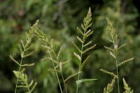 Echinochloa spp. ile ilgili görsel sonucu
