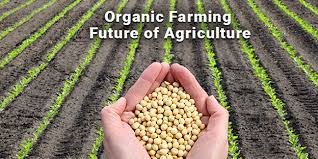 Challenges to organic farming  supply of local organic produce is not keeping up with the increased demand. Organic Farming Future Of Agriculture Organic Products India