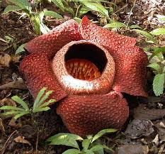 Rafflesia Arnoldii World S Largest Flower See Comment Most Beautiful Flowers Unusual Plants Beautiful Flowers