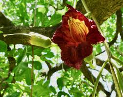 Image result for Kigelia