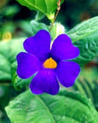 Image result for Thunbergia battiscombei