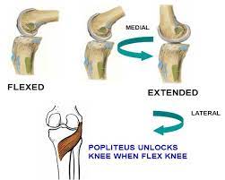 I have never been able to unlock on my own. Difference Between Difference Between The Locking And Unlocking Of The Knee