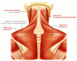 El cuello es una parte vital del cuerpo humano, que comprende huesos de la columna, músculos y otros tejidos. Tratamiento Para El Dolor Cervical Fisio And Therapies