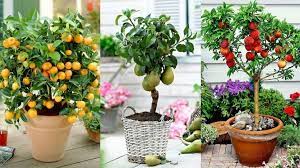 Jenis buah yang cepat berbuah jika ditanam dalam pot selanjutnya adalah tanaman buah jeruk nipis. Tanaman Buah Dalam Pot Tabulampot Tanah Kaya
