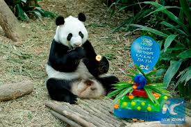 We did not find results for: China Xinhua News On Twitter Giant Pandas Kai Kai Jia Jia Celebrate Birthdays With Honey Flavored Ice Cakes In Singapore Https T Co T5tfi72le3 Https T Co Wb38qnoutn Twitter