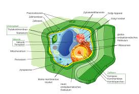 We did not find results for: Datei Plant Cell Structure Svg De Svg Wikipedia