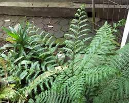 Image result for Pteris tripartita