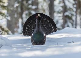 Please inform hotel le grand tetras of your expected arrival time in advance. Jfezdbbc4dfk9m