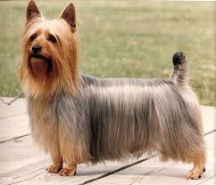 20 cute and easy hairstyle ideas for short curly hair. Yorkshire Terrier Curly Hair Off 78 Www Usushimd Com