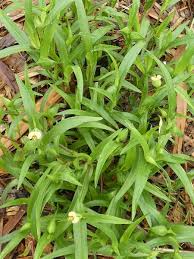Image result for Commelina nigritana
