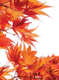 I'm not aware of any variegated lace leaf varieties. The Best Japanese Maples Finegardening