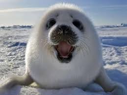 Official twitter profile of arjen robben. Lacheln Sie Doch Kurz Mal Mit Dieses Robben Baby Macht Glucklich Susse Tiere Tiere Niedliche Tiere