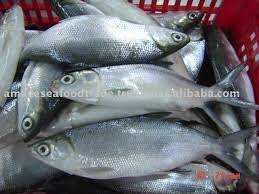 Why Is It Not Good To Drink Milk After Eating Fish General Knowledge