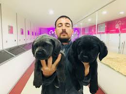 Club K9 Cane Corso Kopek Fiyatlari Ilanlari Cane Corso Kopek Yavru Kopek