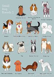 group of small dogs breeds hand drawn chart with breeds