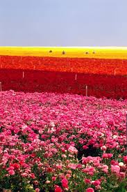 Digital journal is a digital media news network with thousands of digital journalists in 200 countries around the world. Hello Spring Flowers The Carlsbad Flower Field Is A 50 Acre Dazzling Rainbow Of Beautiful Flowers Set Carlsbad Flower Fields Flower Field Carlsbad California
