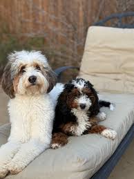 Texas Hill Country Sheepadoodles & Bernedoodles
