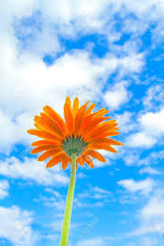 Check spelling or type a new query. Orange Flowers With Bright Blue Sky Clouds Stock Photo Picture And Royalty Free Image Image 98178749