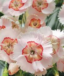 How do you grow a perennial flowers? Pin On Gardening Tips