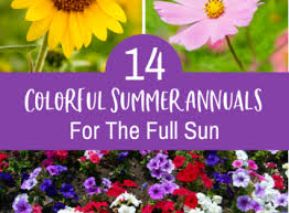 Dec 14, 2018 · flowers for small pots. Colorful Summer Annuals For The Full Sun Joy Us Garden