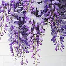 Shay Mitchell On Instagram Googling Pretty Things Like Flowers And Pizza Towers When You Feel Like Vector Flowers Digital Flowers Flower Painting