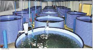 Starting A Home-Based Fish Farming - Punch Newspapers
