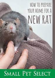Rat Supplies You Ll Need To Prepare For Your Pet Small Pet Select Baby Rats Small Pets Pets