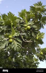 Image result for Artocarpus altilis