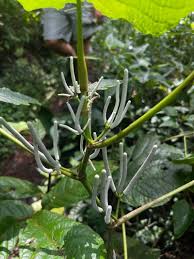 Image result for Piper umbellatum