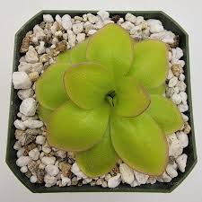 Image result for Launaea rarifolia