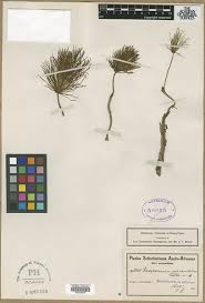 Image result for Eriospermaceae