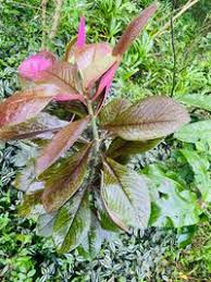 Image result for Euphorbia umbellata