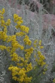 Image result for Galium verum