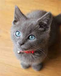 www majaempfiehlt de russian blue kitten kittens cutest cats