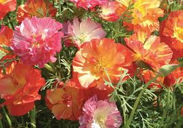 Image result for Eschscholzia