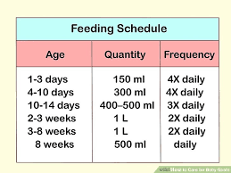 how to care for baby goats 15 steps with pictures wikihow