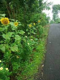 Harga borges sunflower oil minyak bunga matahari 1 liter 1 l 1liter 1l. Bunga Matahari Sang Pemikat Hati Halaman 1 Kompasiana Com