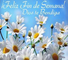 Feliz Fin De Semana Dios Te Bendiga Daisy Wallpaper Wallpaper Nature Flowers Flowers