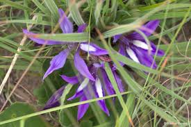 Image result for Babiana bainesii