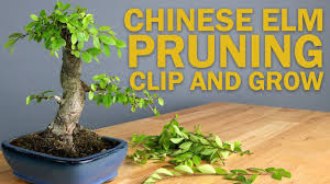 The chinese elm bonsai tree is a tree suited mostly for indoor growth. Chinese Elm Bonsai Tree Pruning Basic Clip And Grow Youtube