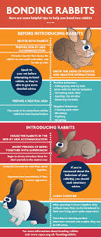 The first method for curing aggressive bunnies is one which should come as standard for bunny rabbit pet care (unless you are a breeder of course). How To Bond Rabbits So They Can Live Together Bonding Rabbits