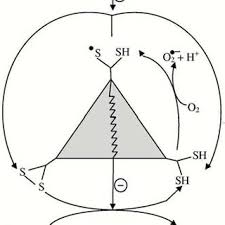 Naeng di ho hu halupahon. Pdf Regulation Of Catalysis Within Cellular Network Metabolic And Signaling Implications Of The 2 Oxoglutarate Oxidative Decarboxylation
