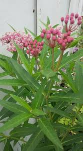 Swamp Milkweed Water Garden Plants Garden Plants Plant Identification