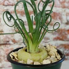 Image result for Albuca