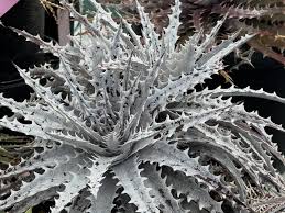 Image result for Aloe komatiensis