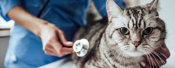 The average age and lifespan of a cat depends on lots of different factors. Cancer In Cats Symptoms Treatment Purina