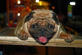 30 mb & 10 mp ) resize the image by percentage, or resize it to be exactly the size you specified, for example: 25 Royalty Free Pug Images Peakpx